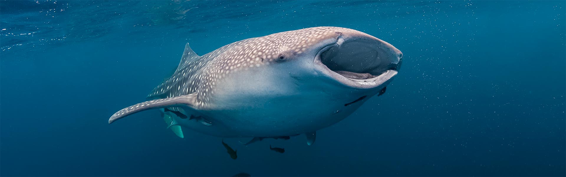 Unveiling the Enigmatic Whale Shark: A Journey into the Red Sea of Egypt